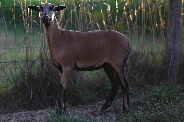 Cameroon Geography Guide: Complete Country Overview and Facts Cameroon Geography Guide: Complete Country Overview and Facts - Geography 이미지 1