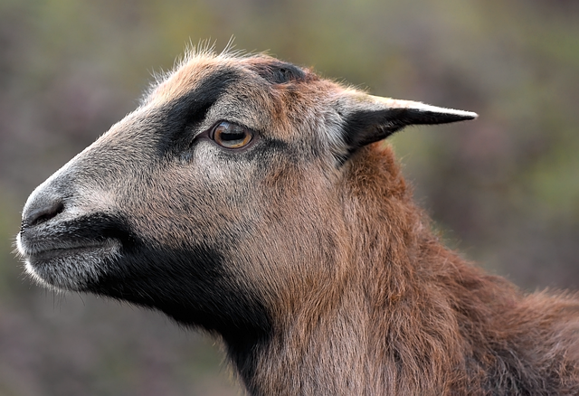 Cameroon Geography Guide: Complete Country Overview and Facts Cameroon Geography Guide: Complete Country Overview and Facts - Geography 이미지 3