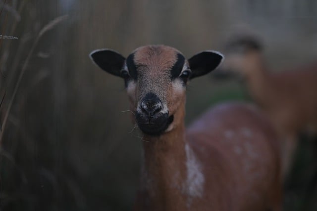 Cameroon Geography Guide: Complete Country Overview and Facts Cameroon Geography Guide: Complete Country Overview and Facts - Geography 이미지 4