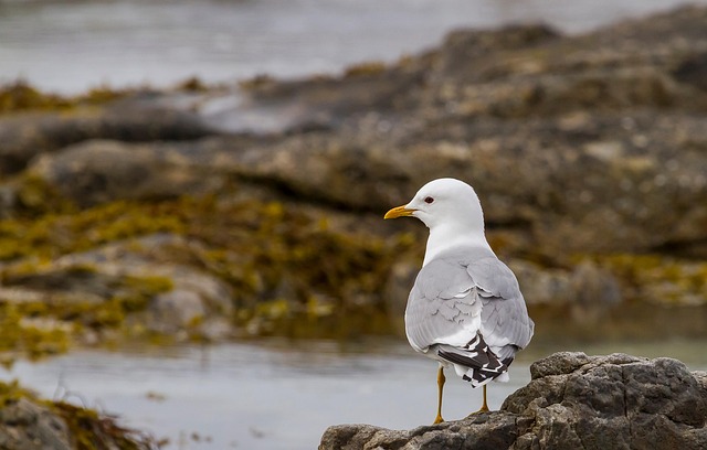 Hims Stock Analysis: Is HIMS the Next Healthcare Growth Play? Hims Stock Analysis: Is HIMS the Next Healthcare Growth Play? - This 이미지 4