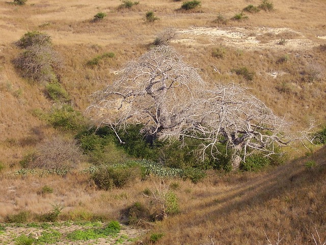 Jah Bouks Angola: Reggae Music Deep Dive & Review - Jah 이미지 4
