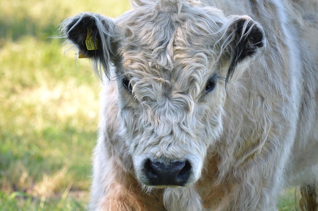 **Kamala Harris Book Controversy: Scott Galloway's Analysis** - Kamalas 이미지 3