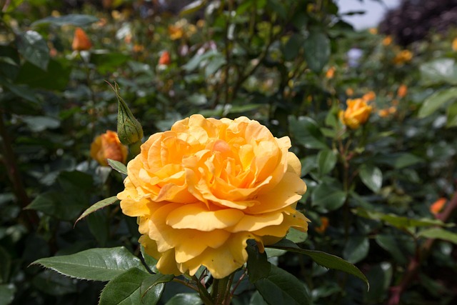 RH Stock Earnings Report: Tariff Resilience Drives Growth RH Stock Earnings Report: Tariff Resilience Drives Growth - Earnings 이미지 3