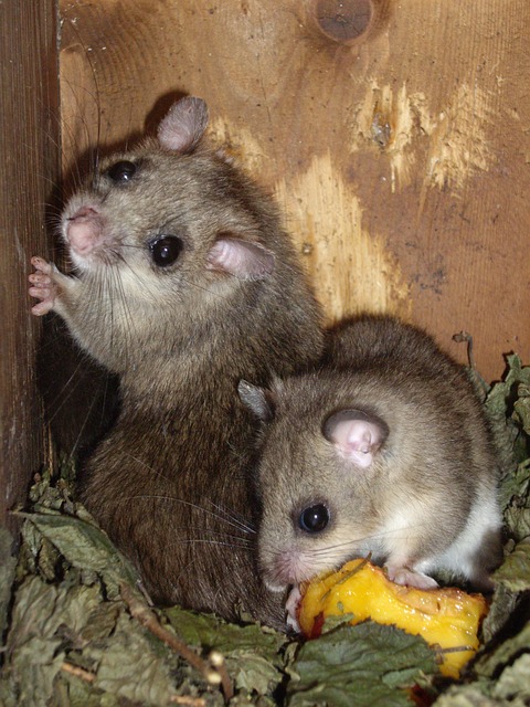 Sleeper by Snarky Puppy: Jazz Fusion Track Analysis Sleeper by Snarky Puppy: Jazz Fusion Track Analysis - Snarky 이미지 4