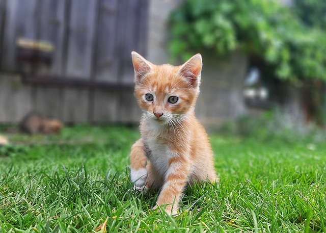 rudy giuliani 이미지 1