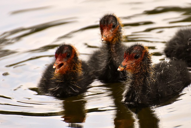 COOT Stock Analysis: Trade Tension Impact on PFAI, GNPX, IBG & SEED - Trade 이미지 1