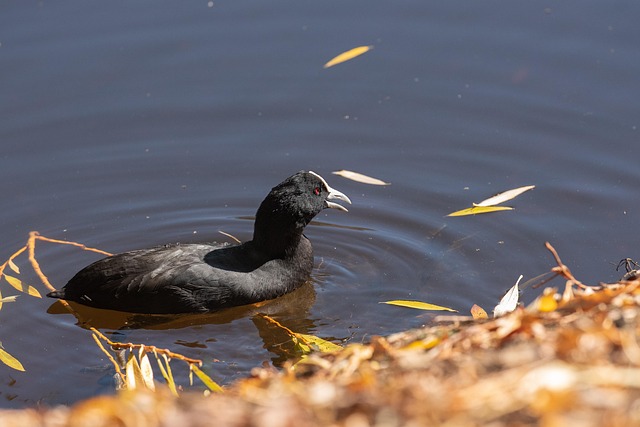 COOT Stock Analysis: Trade Tension Impact on PFAI, GNPX, IBG & SEED - Trade 이미지 3
