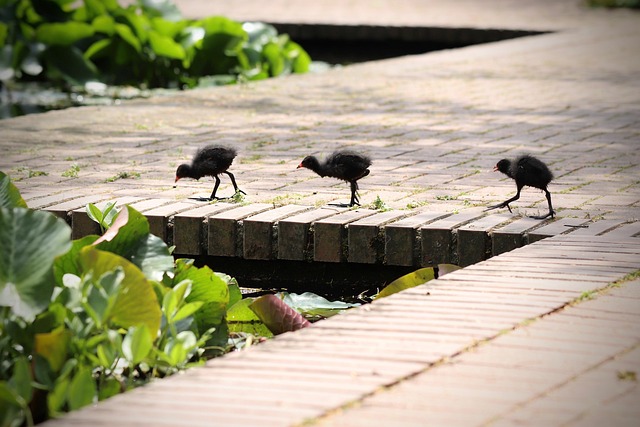 COOT Stock Analysis: Trade Tension Impact on PFAI, GNPX, IBG & SEED - Trade 이미지 4