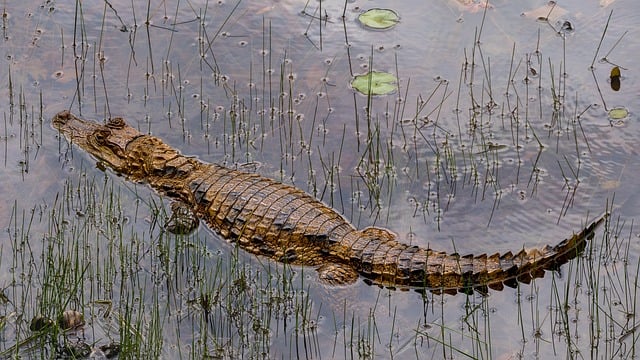 Costa Rica vs Nicaragua: 2026 World Cup Qualifiers Analysis Costa Rica vs Nicaragua: 2026 World Cup Qualifiers Analysis - Costa 이미지 2