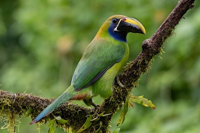 Costa Rica vs Nicaragua: 2026 World Cup Qualifiers Analysis Costa Rica vs Nicaragua: 2026 World Cup Qualifiers Analysis - Costa 이미지 5