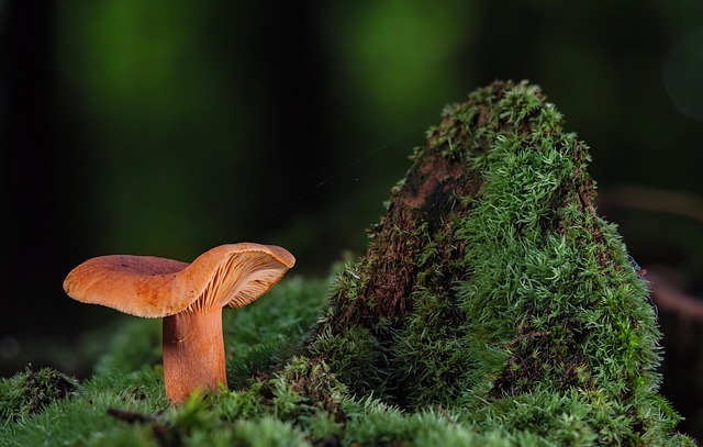 SSDI & SSI Stimulus Check 2025: $1,000-$2,000 Payment Update SSDI & SSI Stimulus Check 2025: $1,000-$2,000 Payment Update - SSDI 이미지 3