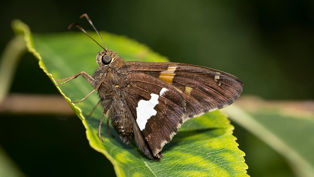 The $45 Silver Spot Price is Dangerous! - The 이미지 3