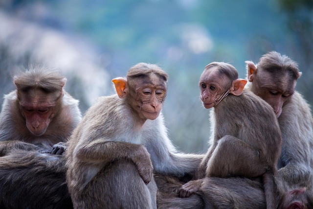 Sydney Bondi Beach Shooting: AP News Updates & Reaction - Flags 이미지 3